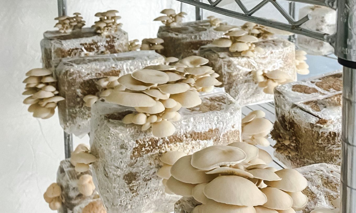 MO’ Mushrooms